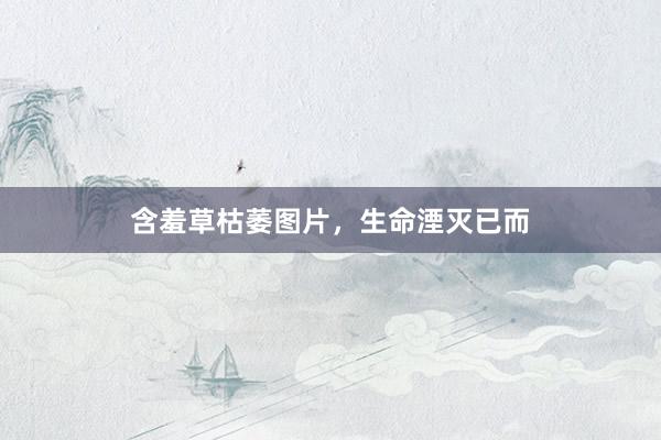 含羞草枯萎图片，生命湮灭已而